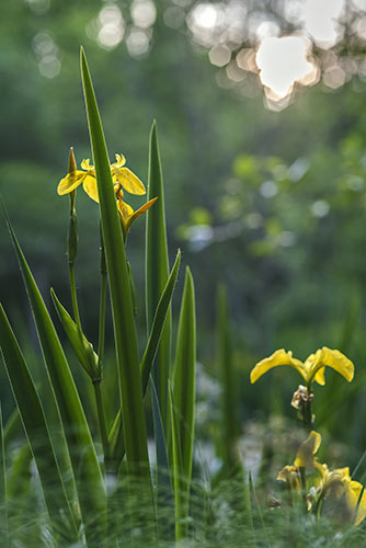 About Assisted Gardening