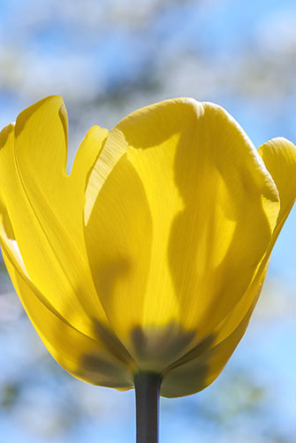 Assisted Gardening Services